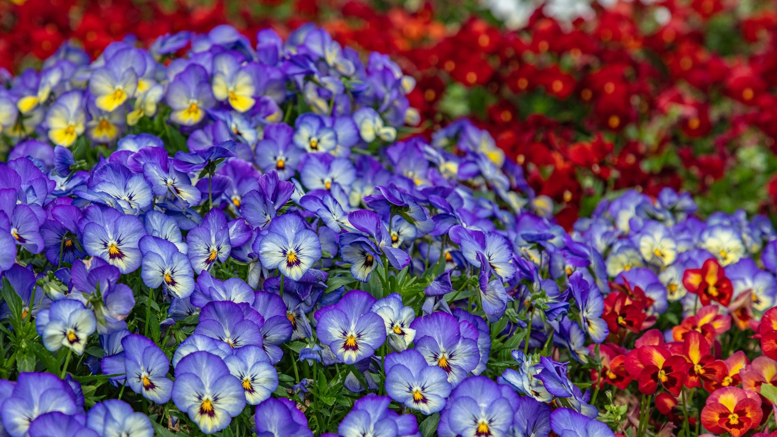 国内の花壇に咲く青紫と赤のビオラ