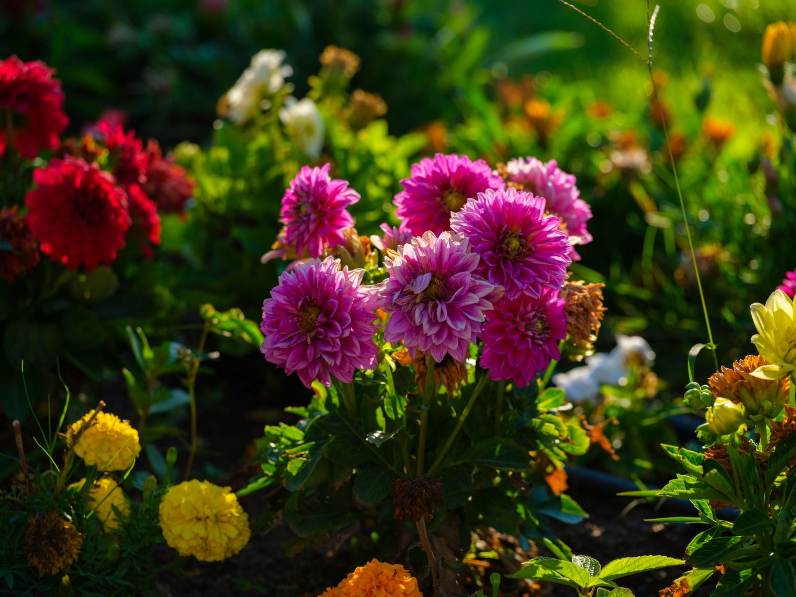 色とりどりのダリアが咲く庭の花壇