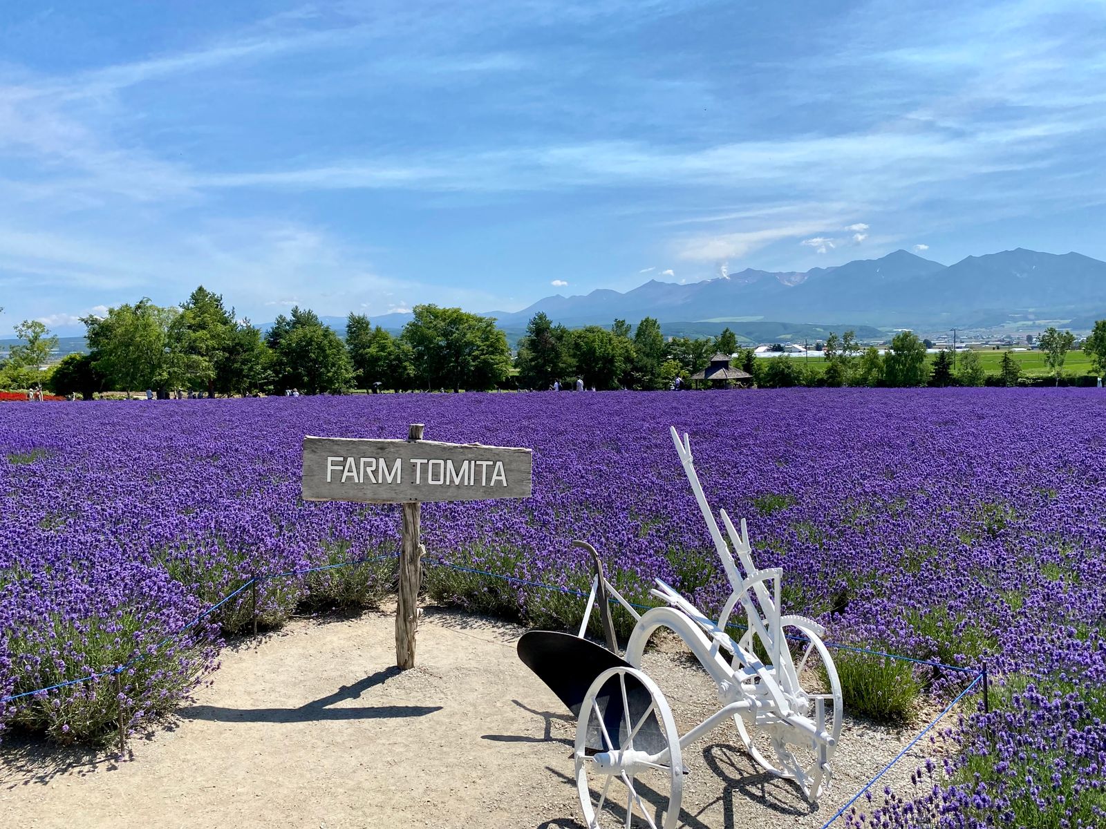 ファーム富田の青空とラベンダー畑(北海道中富良野町)