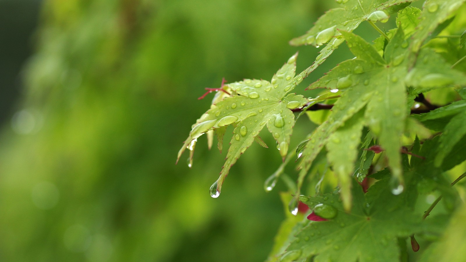 国内で撮影された雨上がりの葉と水滴
