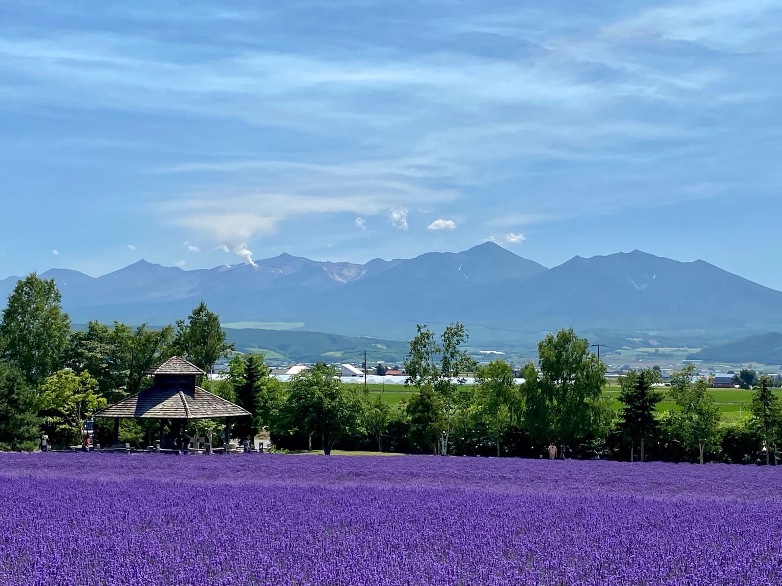 中富良野のラベンダー畑と十勝岳連峰の風景