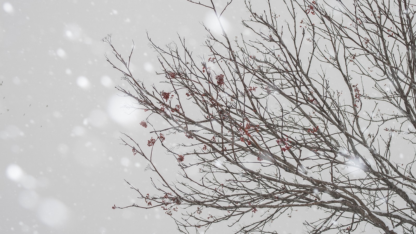 北海道で雪を受ける赤い実のついた枝