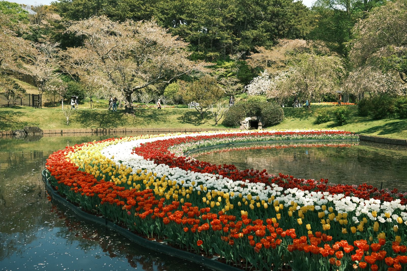 公園の色とりどりのチューリップ花壇(静岡県浜松市)